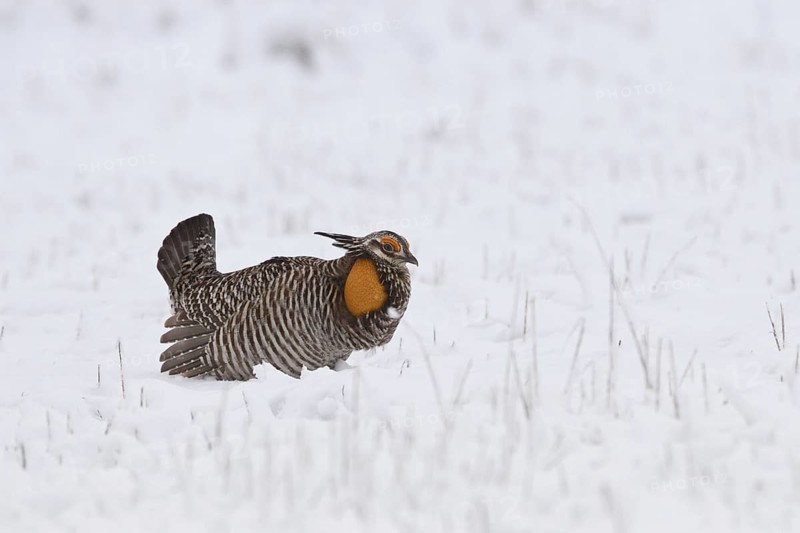 Greater Prairie Chicken (Tympanuchus cupido) male, Wisconsin, USA