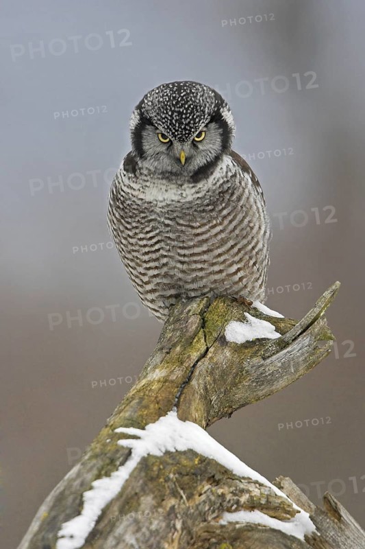 Northern Hawk-Owl (Surnia ulula), Ontario, Canada