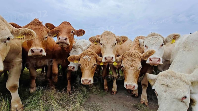 A herd of cows (bos taurus) gathers curiously on a green pasture, Franconian Forest nature park Park
