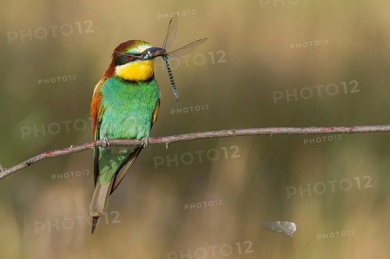 European Bee-eater (Merops apiaster) perched on a branch with a dragonfly in its beak, Serbia