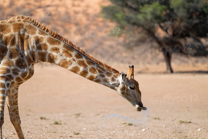 Cape giraffe (Giraffa giraffa giraffa) drinking, funny, Kgalagadi Transfrontier National Park, Northern Cape, South Africa