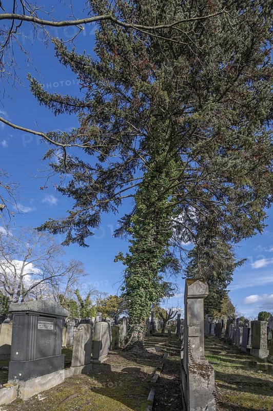 Old graves at the Israeli cemetery, inaugurated in 1882, Werner-von Siemens Str. 2, Würzburg, Lower Franconia, Bavaria, Germany