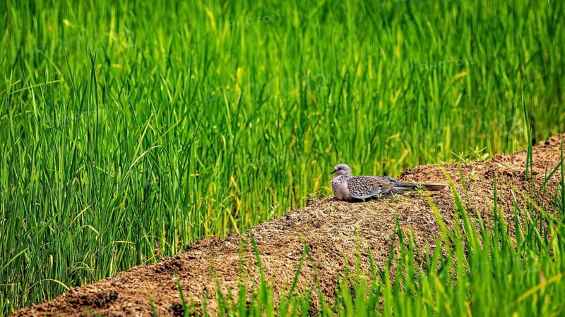 A bird rests on a furrow between green grass fields in a quiet rural setting, a pearl-necked pigeon near Sigiriya in Sri Lanka (Spilopelia chinensis)