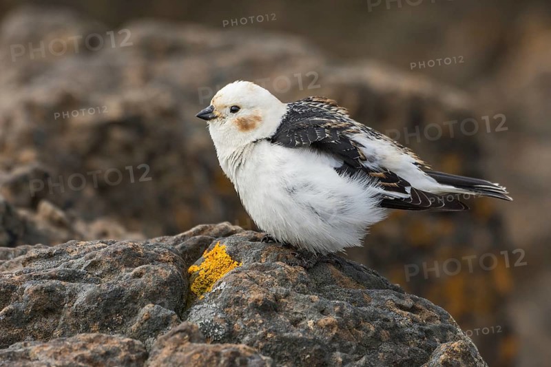 Snow Bunting (Plectrophenax nivalis insulae) male perched on a stone, Iceland