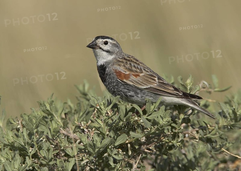McCown's Longspur (Rhynchophanes mccownii), Colorado, USA