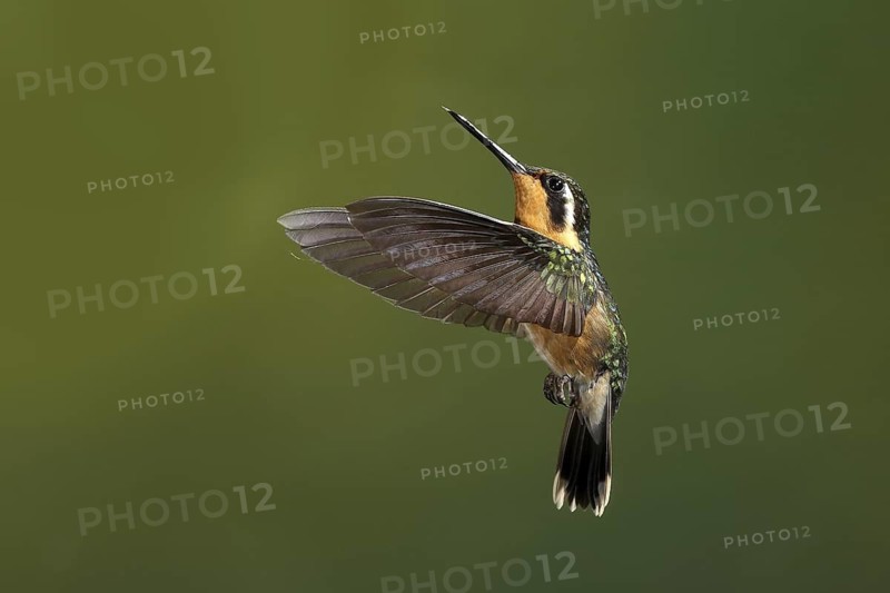 Purple-throated Mountaingem (Lampornis calolaemus) female flying, Bosque de Paz, Costa Rica
