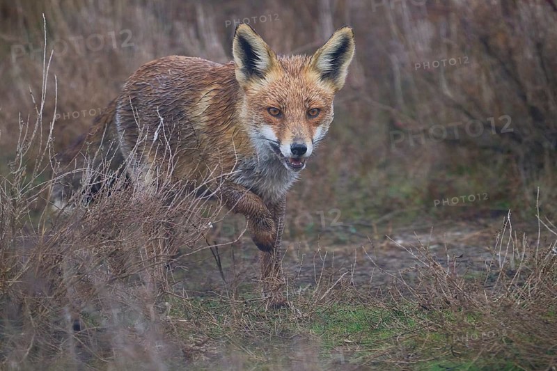 An intense depiction of a fox, fur damp and eyes focused, as it carefully navigates through a dense, grassy field