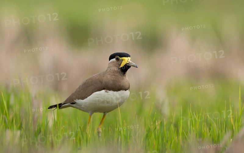 Yellow-wattled Lapwing (Vanellus malabaricus) foraging in a dry agricultural field, Sreepur, Gazipur, bangladesh