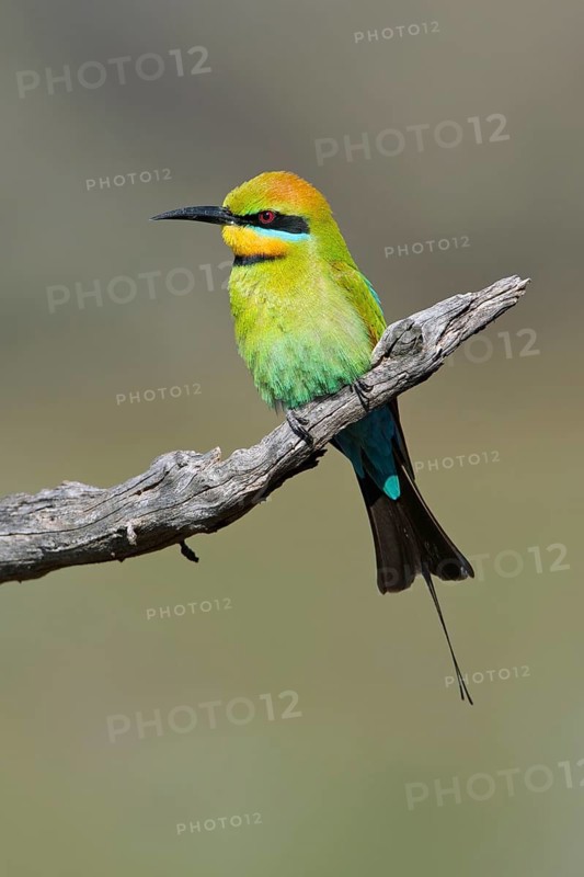 Rainbow Bee-eater (Merops ornatus) male perched on a branch, South Australia, Australia