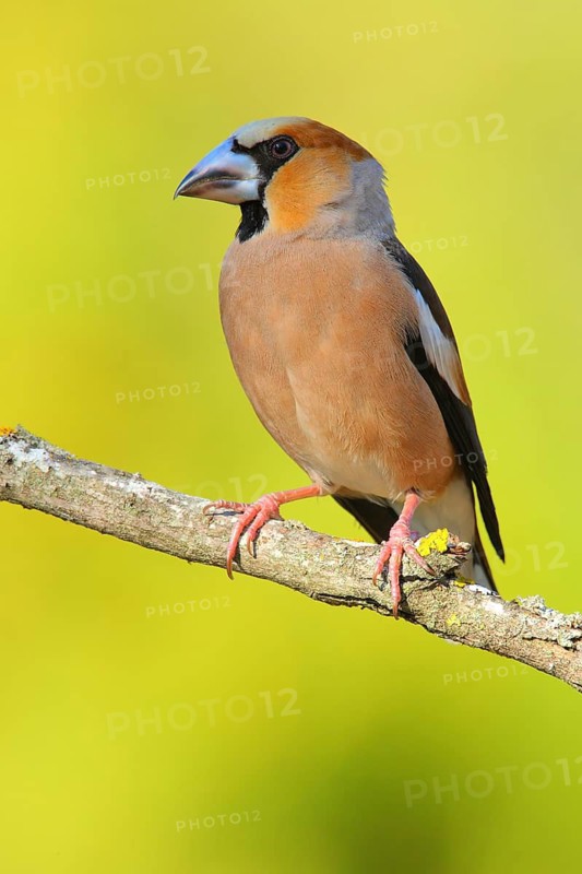Hawfinch (Coccothraustes coccothraustes) male, Andalusia, Spain