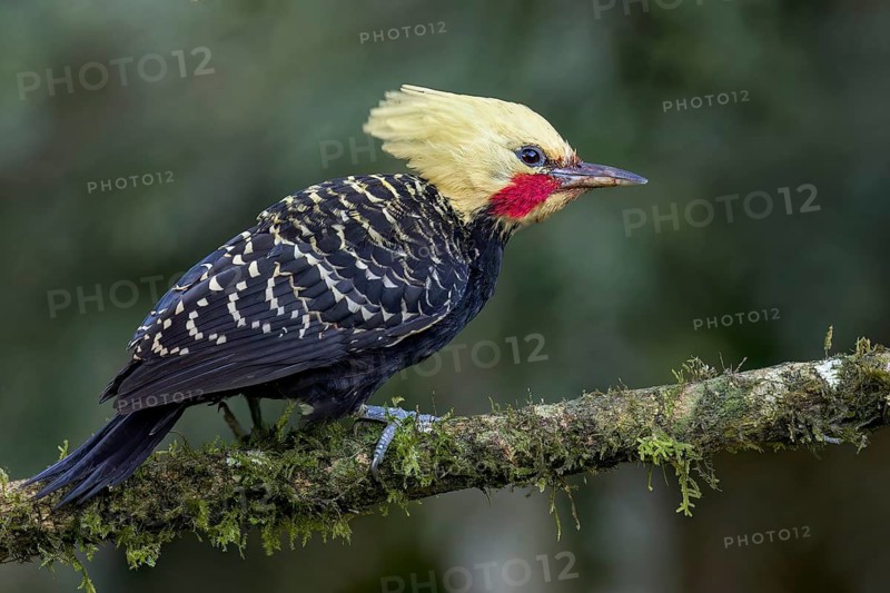 Blond-crested Woodpecker (Celeus flavescens) perched on a branch in the Atlantic Rainforest of Brazil