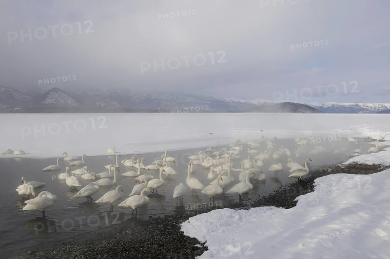 Whooper Swan (Cygnus cygnus), Hokkaido, Japan