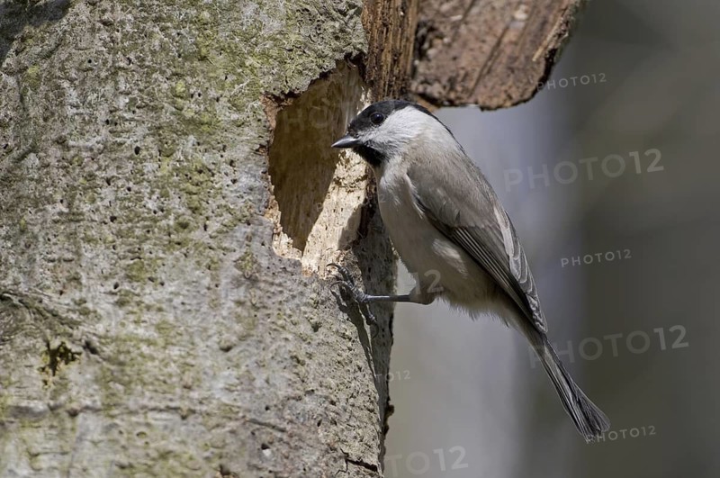 Willow Tit (Poecile montanus), Saxony, Germany