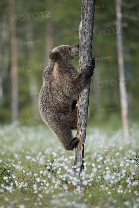 Eurasian Brown Bear (Ursus arctos) cub climbing on tree trunk in white cottongrass, Finland
