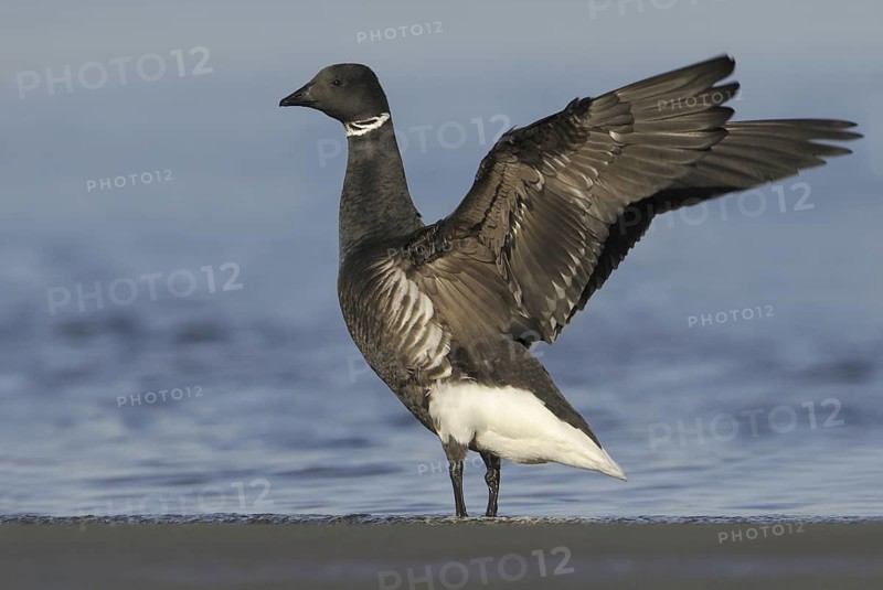 Brant Goose (Branta bernicla), British Columbia, Canada