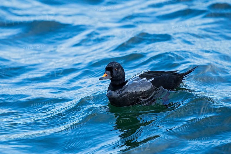 Common Scoter (Melanitta nigra) male, Mecklenburg-Western Pomerania, Germany