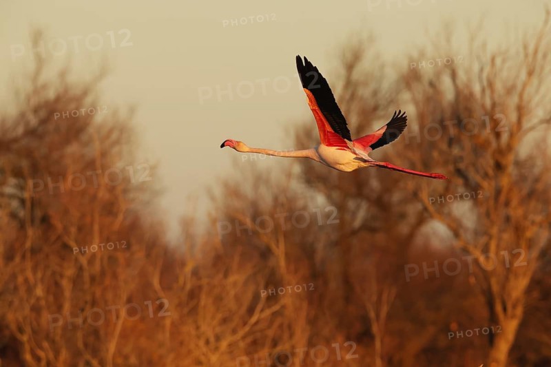 A vibrant pink flamingo captured mid-flight with a sunset backdrop in the French Camargue, showcasing its bright plumage during its nuptial migration