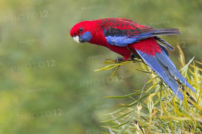 Crimson Rosella (Platycercus elegans) perched on a branch in eastern Australia