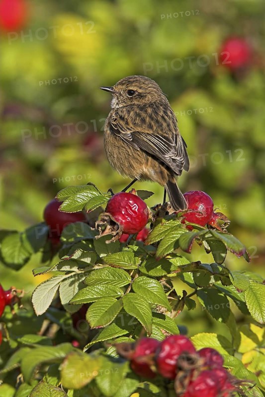 European Stonechat (Saxicola rubicola) juvenile, Rhineland-Palatinate, Germany