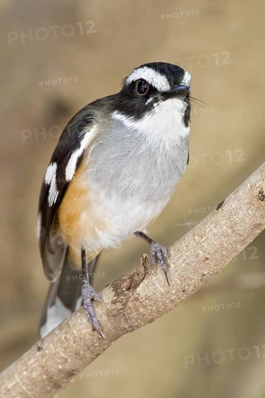Buff-sided Robin (Poecilodryas cerviniventris), Western Australia, Australia