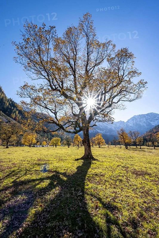 Sycamore maple with autumnal yellow foliage and Solaster endeca, Großer Ahornboden in autumn, Rißtal in the Eng, Tyrol, Austria