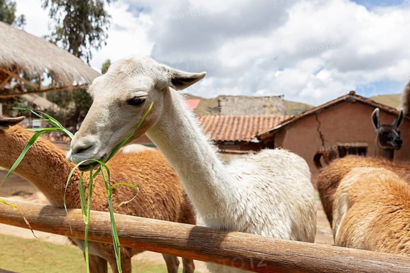 Alpaca and Llama Farm, near Cusco, Peru