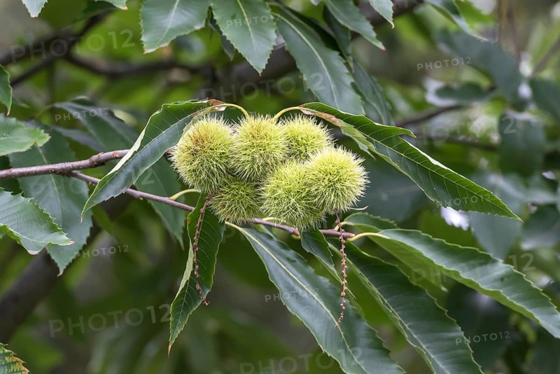 Sweet chestnut (Castanea sativa)