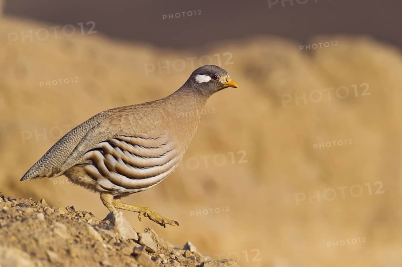 Sand Partridge (Ammoperdix heyi) male, Eilat, Israel