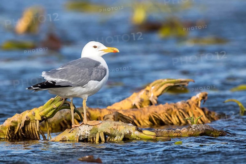 Caspian Gull (Larus cachinnans), Romania