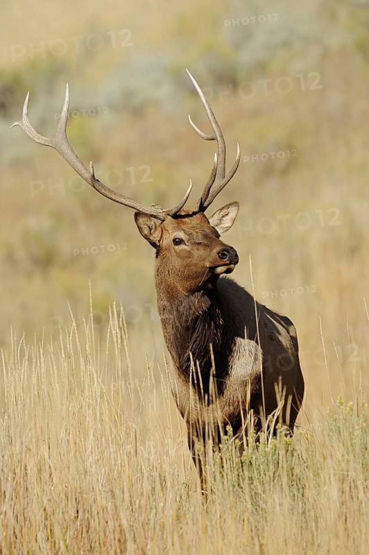 Wapiti (Cervus canadensis, Cervus elaphus canadensis), male, Yellowstone National Park, Wyoming, USA