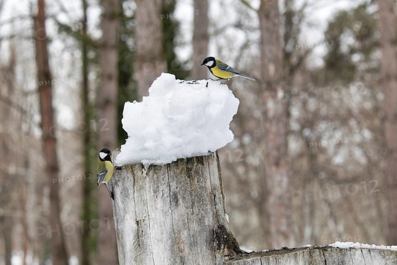 Titmouse in a park