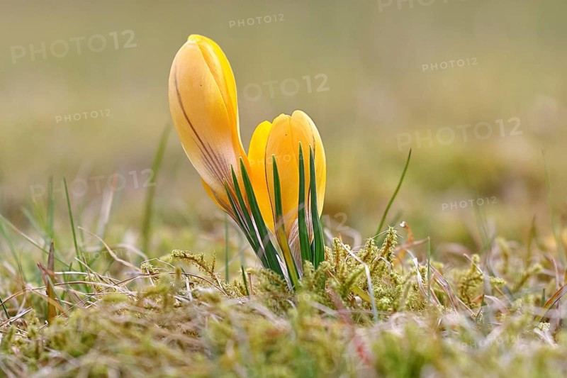 Crocus (Crocus) yellow flower in spring in a meadow, Wilnsdorf, North Rhine-Westphalia, Germany