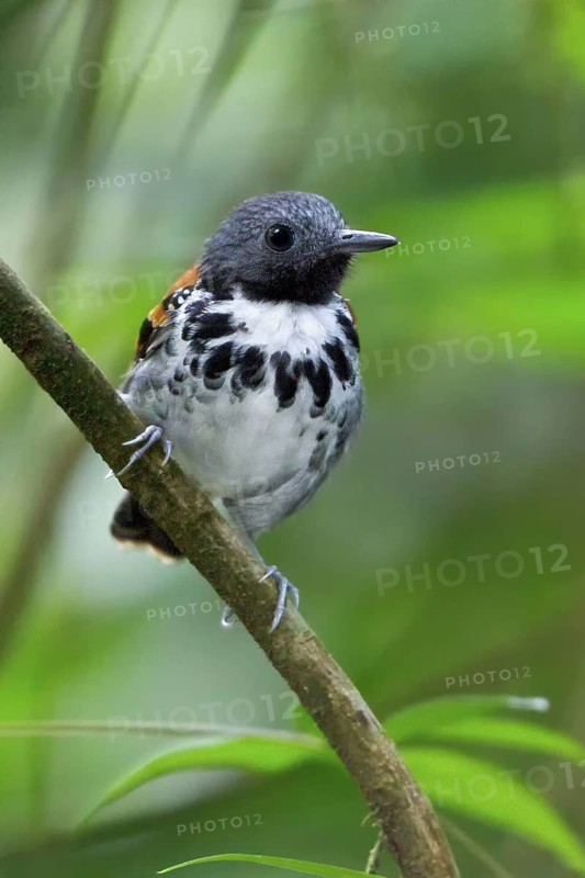 Spotted Antbird (Hylophylax naevioides) perched on a branch in Costa Rica, Central America