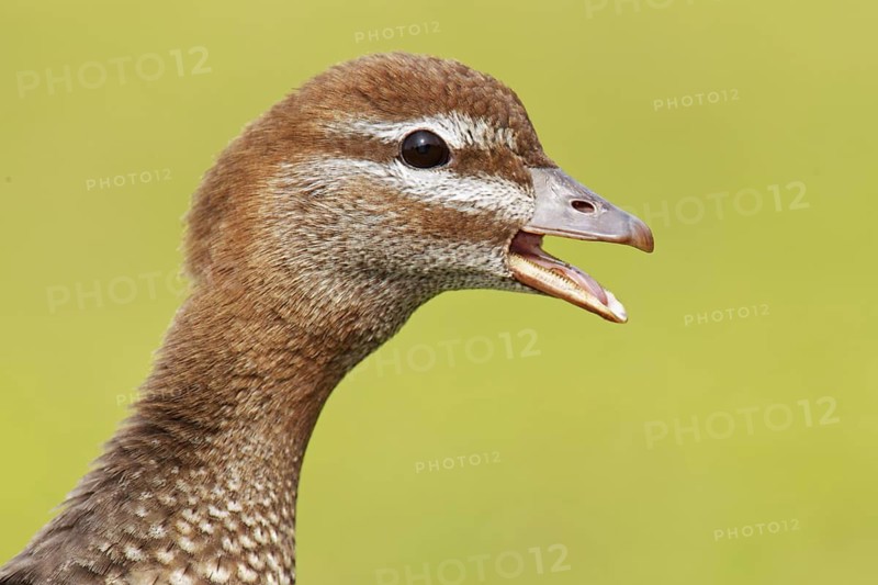 Maned Duck (Chenonetta jubata) female calling, New South Wales, Australia