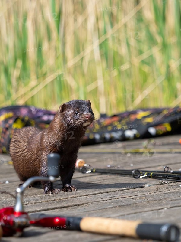 A mink sneaks around between fishing rods