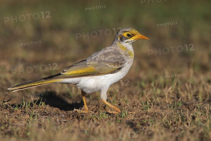 Yellow-throated Miner (Manorina flavigula), Coral Bay, Australia