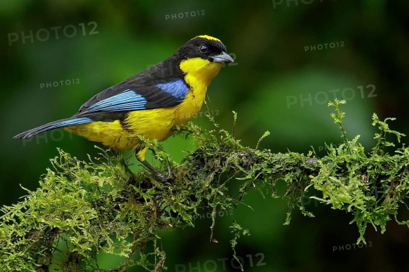 Blue-winged Mountain Tanager (Anisognathus somptuosus) perched on a branch in the Andes Mountains of Colombia