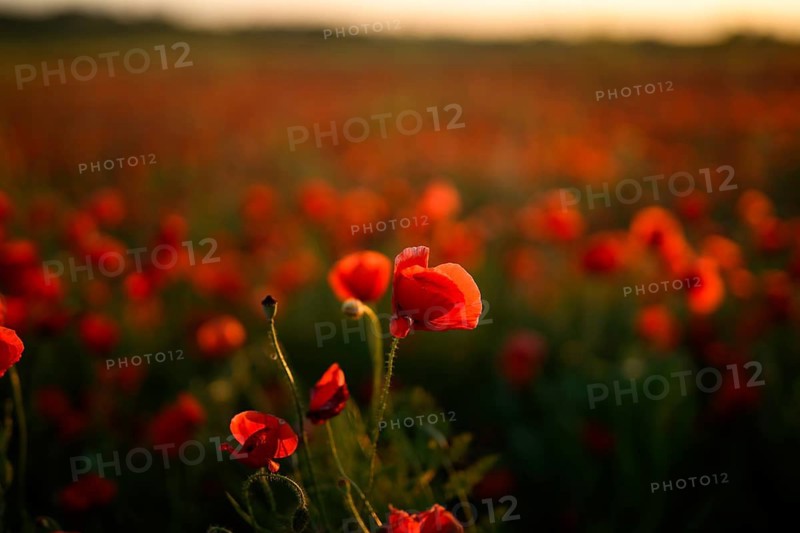 A stunning view of a field of Papaver rhoeas, commonly known as common poppy or red poppy, basking in the warm glow of a setting sun. The vibrant red blooms contrast beautifully against the soft light