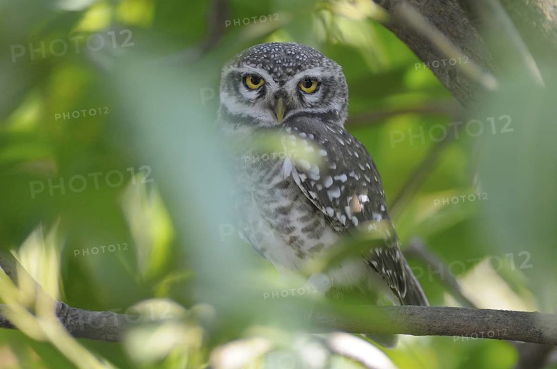 Spotted Owlet (Athene brama), India