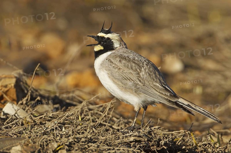Horned Lark (Eremophila alpestris), Turkey
