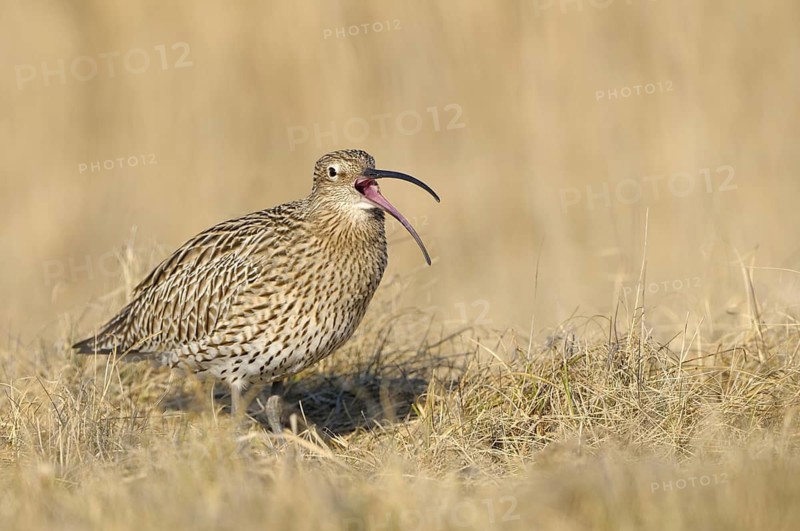 Grosser Brachvogel (Numenius arquata), Curlew, einzelner Altvogel, rufend, April, Insel Texel, Nordsee, Nordholland, Niederlande