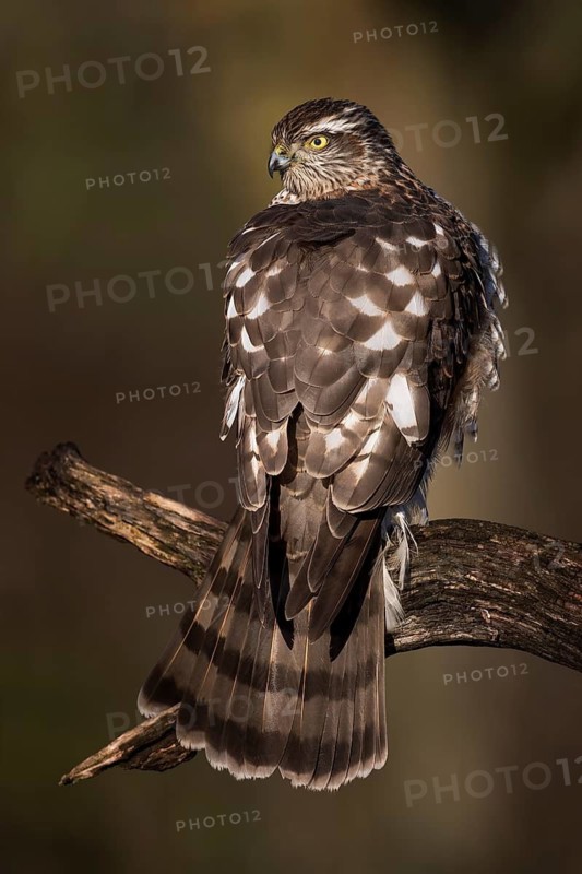 Eurasian Sparrowhawk (Accipiter nisus) female perched on a branch, Saxony-Anhalt, Germany