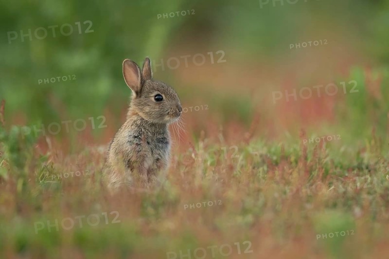Rabbit (Oryctolagus cuniculus) juvenile baby bunny animal amongst flowering Sorrel flowers in summer, Suffolk, England, United Kingdom