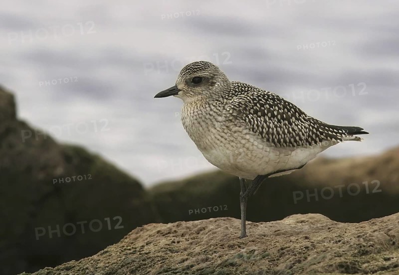 Grey Plover (Pluvialis squatarola), Ontario, Canada
