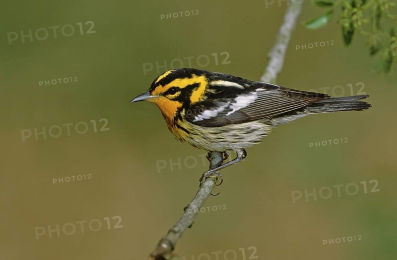 Blackburnian Warbler (Setophaga fusca), Texas, USA