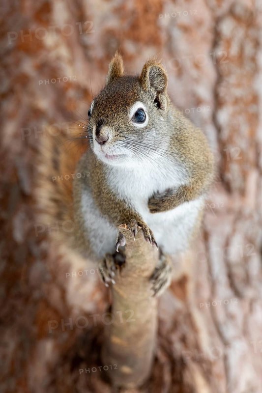 Red squirrel (Tamiasciurus hudsonicus) perched on a branch and watching, region of La Mauricie, province of Quebec, Canada