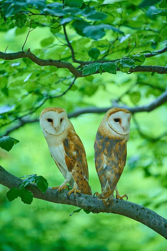 Common barn owl (Tyto alba), two birds sitting in a tree, Bohemian Forest, Czech Republic