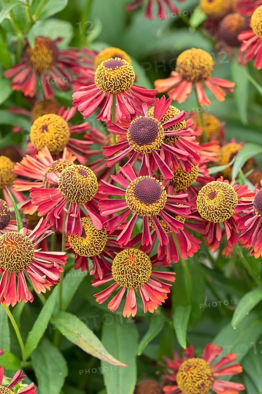 Sunflower (Helenium 'Ruby Tuesday'), RHS Garden Bridgewater, Great Britain
