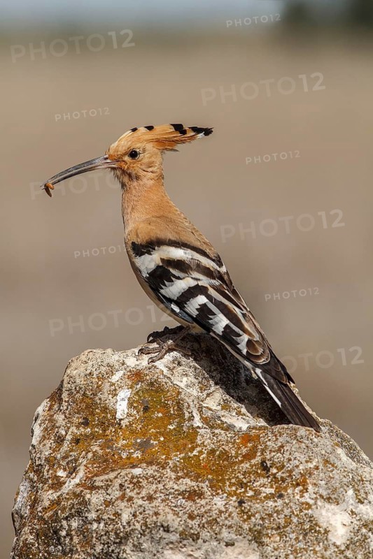 Eurasian Hoopoe (Upupa epops), perched with food on beak, Castile-La Mancha, Spain