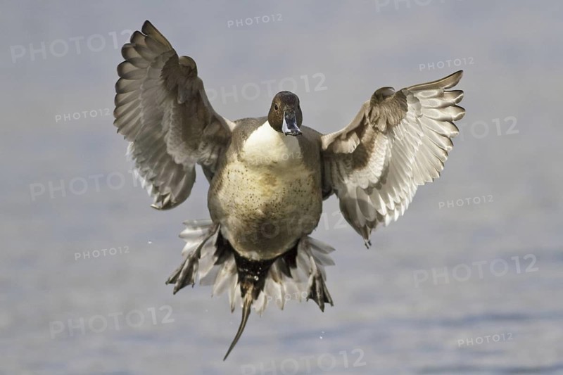 Northern Pintail (Anas acuta) male flying, British Columbia, Canada